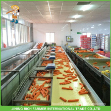 Chinese Fresh Carrot Exporter New Corp Fresh Carrot Factory Price